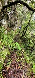 Plants: image 85 Of 208 Thumb